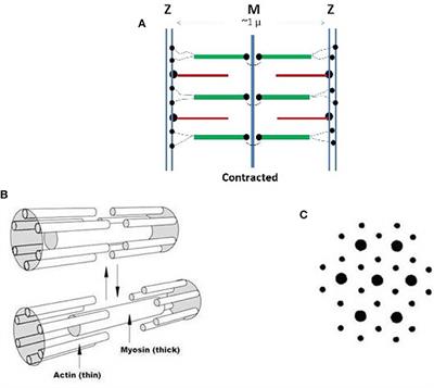 The Assembling and Contraction Mechanisms of Striated Muscles